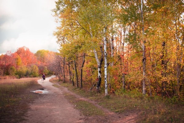 Dirt trail curving through yellow and orange autumn birch trees