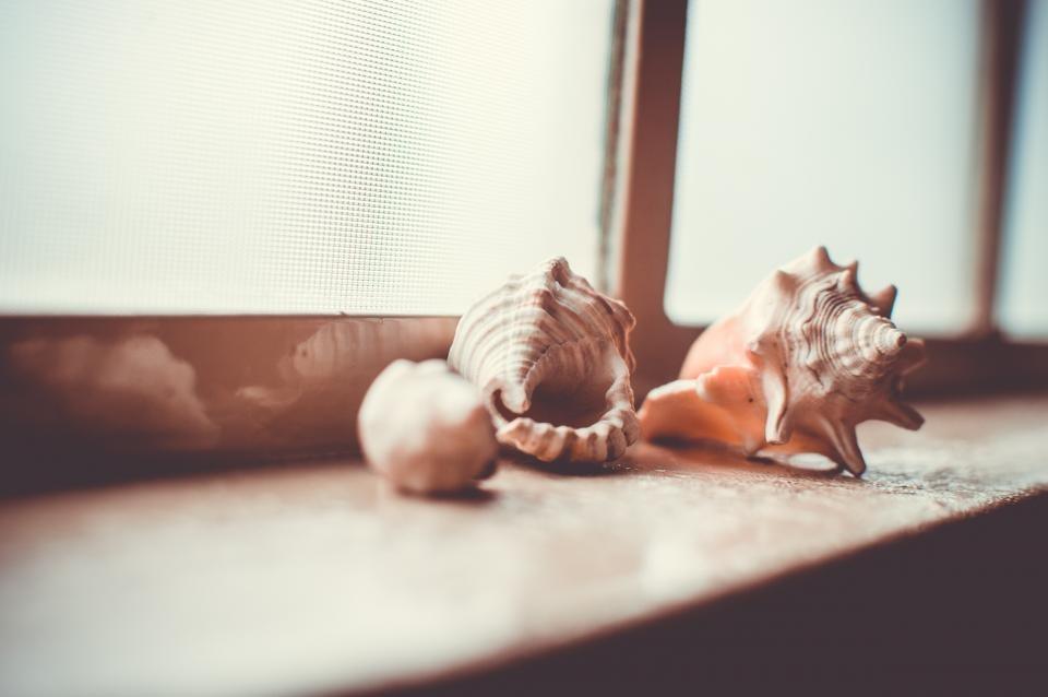 Two seashells on a sunlit windowsill