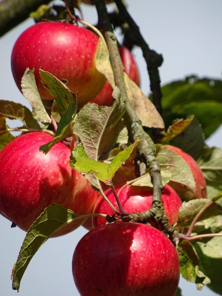 Ripe apples hanging heavy on a branch among leaves, against a clear sky