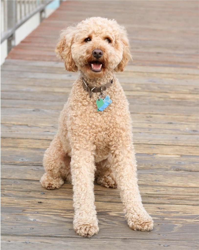 A freshly groomed apricot goldendoodle sitting on a wooden deck, coat trimmed short and even, face scissored round