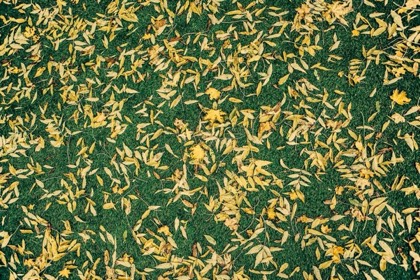 Yellow fallen leaves scattered across green grass