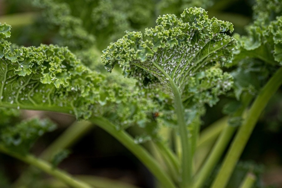 A head of curly green kale growing in the field