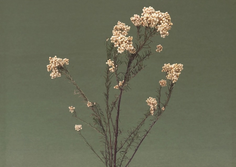 A branch of dried cream flower heads against a sage wall