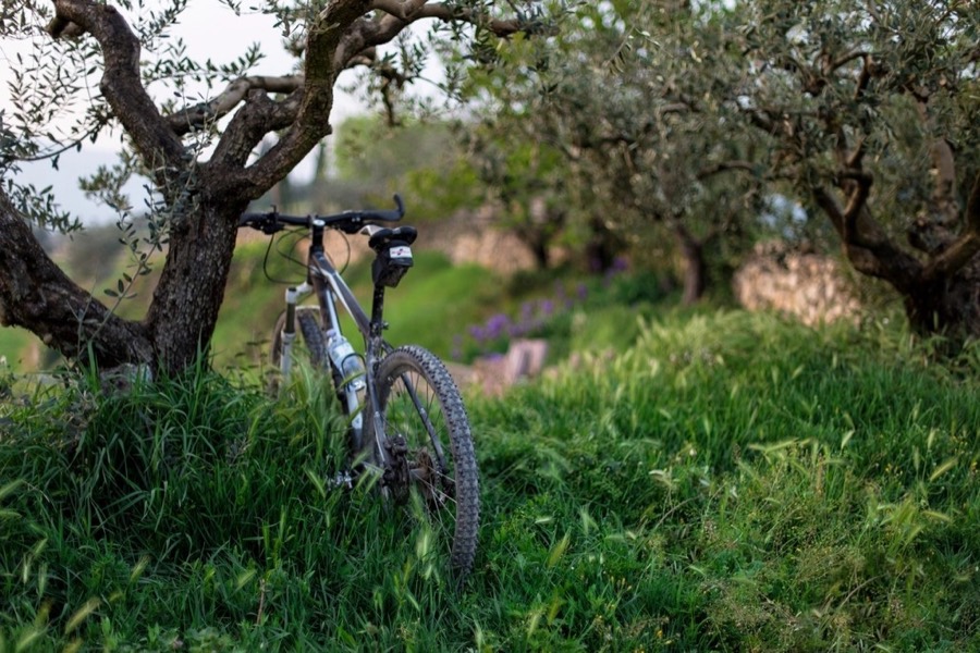 A hardtail mountain bike resting in tall green grass against a tree trunk