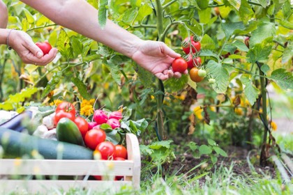 Hands setting tomatoes into a wooden crate of fresh vegetables