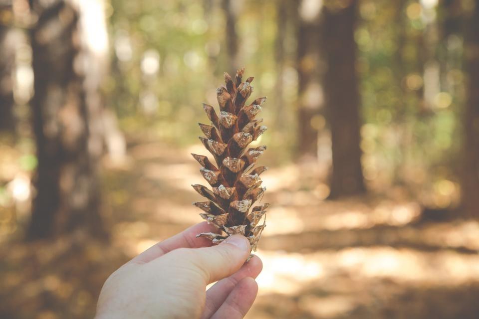 A pinecone held up in a sunlit wood