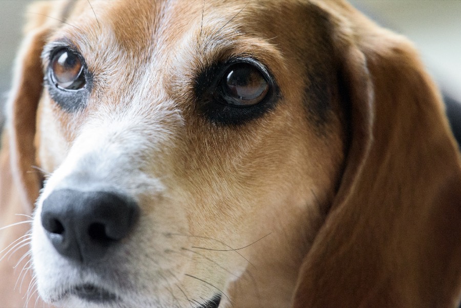 Close-up of a tricolour beagle's face, brown eyes looking up past the camera