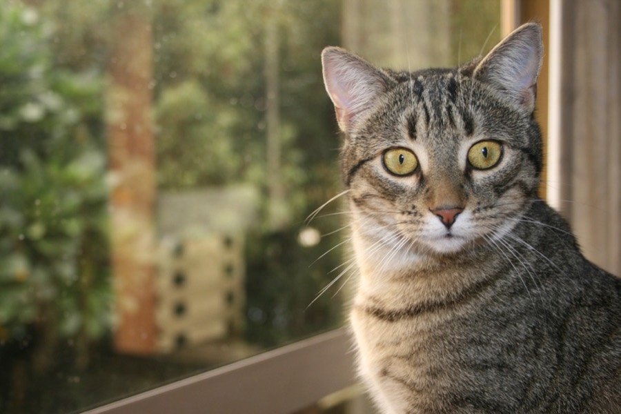 A grey tabby cat with green-gold eyes sitting by a window