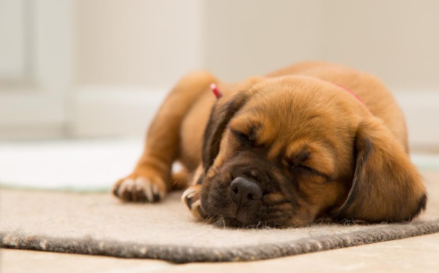 A tan puppy asleep on a rug with its chin on its paws