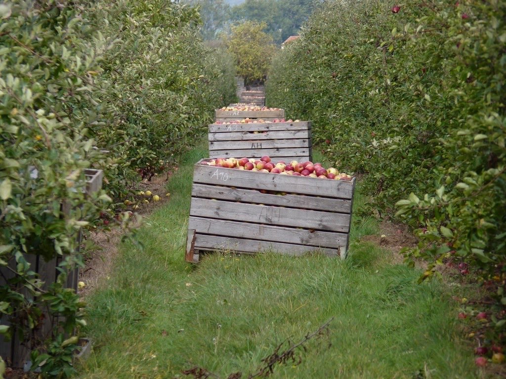 A grass lane between two rows of apple trees, wooden bins full of picked apples stacked down the middle
