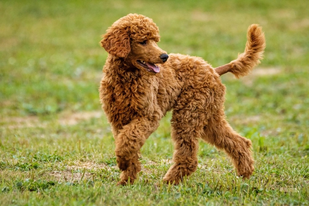 A red miniature poodle trotting across grass, coat clipped into an even curly lamb trim with a full tail