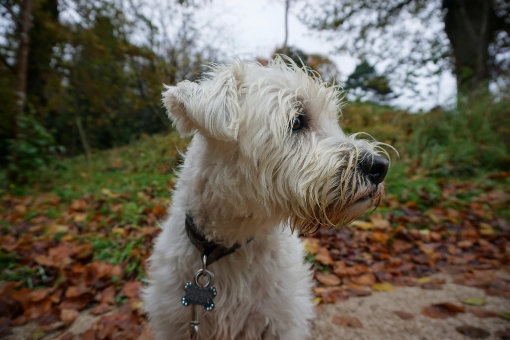 A scruffy cream terrier outdoors in autumn leaves, looking off to the side, coat long and ungroomed around the face