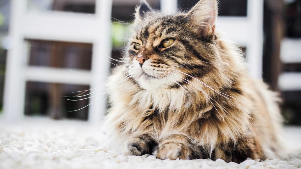 A long-haired brown tabby cat lying on a white rug, ruff full and combed out, looking to the left