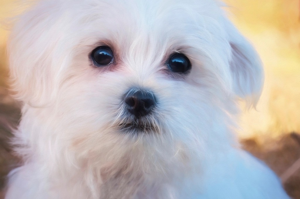 Close-up of a small white Maltese with dark eyes, the hair around its face trimmed short and neat