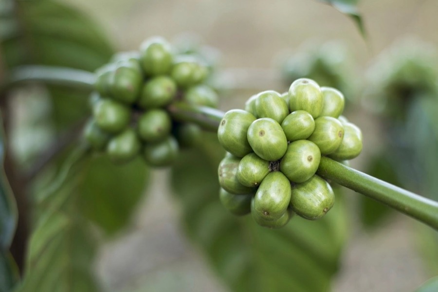 A cluster of unripe green coffee cherries on a branch, leaves soft in the background