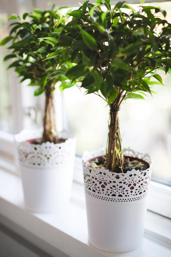 Two small leafy trees in white lace-edged pots on a bright windowsill