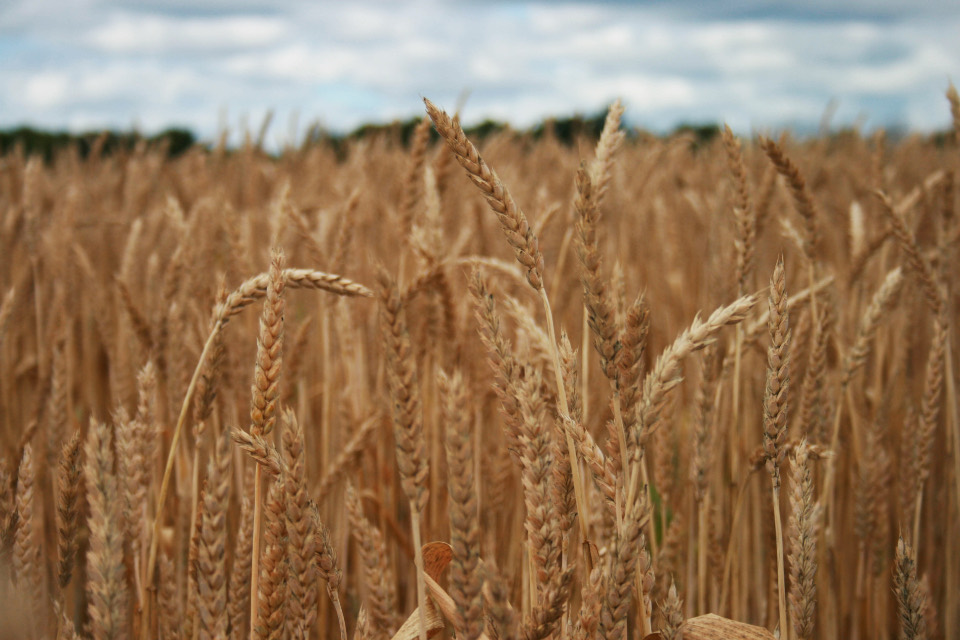 Ripe wheat heads standing in a field under a cloudy sky